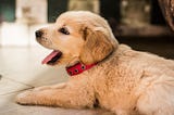 How to teach a dog to diaper — useful tricks and tips