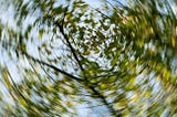 Blurry photo looking up at a tree branch and green leaves.