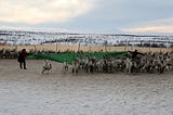 Reindeer being herded by two Saami people.