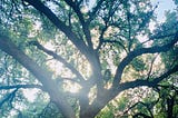 A sprawling oak tree reaches up to greet the warm summer rays against a blue sky in the height of summer. If you squint, you are transported their, the sun caressing your face.