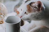 Cats, milk & lactose intolerance, the answer to this question: