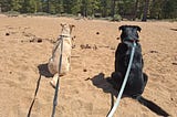 a yellow and a black dog sitting in the sand, looking toward the forest