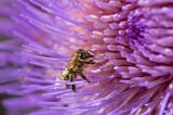 honey bees and heat