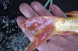 Pengobatan Jamur Ikan Koi dengan Garam