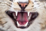 Why Your Cat’s Teeth Deserve More Attention