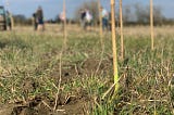 Fragile new broadleaf tree shoots for the next section of the Heart of England Forest