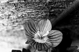 A micro black and white photo of a flower with four petals and a wooden board behind it.