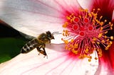 Why “Save the Bees” should extend to other insects