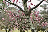 Japan’s Sakura Season & the Lesson I Brought Home