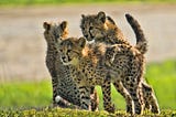 Three Cheetah Cubs Died During India’s Current Heatwave