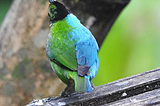 Bizarre Half-Male, Half-Female Bird Captured On Film In Colombia