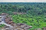 Illegal Logging: From Forest to Flooring