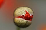 The bud of a red flower just being revealed through the casing.