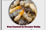 Pest Control in Greater Noida