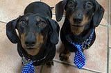 Monty and Basil’s Big Hilltop Adventure
