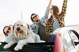 Shipping Your Dog? Here’s How to Choose Your Best Option