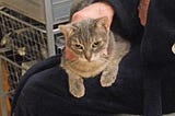 Caturday -Shadow Selects