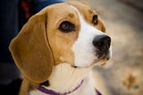 Your breed has a purpose: the Beagle