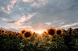 A field of sunflowers at sundown, with clouds overhead. The sun peeks between clouds and flowers, sending out golden rays.