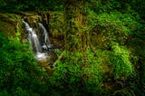 Amazon rainforest