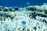 Climate Change and Coral Reefs