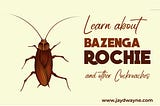INTERESTING FACTS YOU SHOULD KNOW ABOUT COCKROACHES