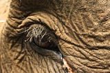 It’s Not Just About Wildlife Conservation Anymore.