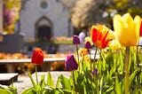 Tulips blooming outside of St. Joan of Arc Chapel on Marquette University’s campus.