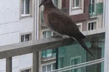 The Little Dove