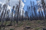 Burned trees in Lassen forest on a steep hill