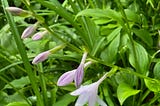 Hostas