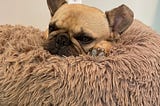 A French bulldog rests in her fluffy bed