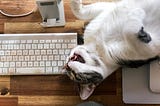 a cat lying belly up on a wooden desk surrounded by a phone stand, keyboard, and mouse with mousepad