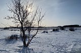 A barren tree stands in front of the sun that is low on the horizon. Snow covers the ground.