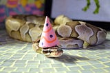 Snake wearing party hat