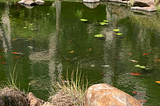 koi pond photo