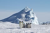 Emperor penguins, two adults, and five juveniles stand in the snow in front of an ice peak. Image credit: Jenny Varley, CC BY-SA 2.0 <https://creativecommons.org/licenses/by-sa/2.0>, via Wikimedia Commons