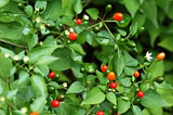 Wild bird peppers discovered across North America: Capsicum annuum var. glabriusculum