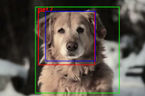 Deep Learning: Recognise your home pets!