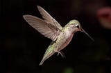 Bird Feeder Review: The Improved Tweet’s Snacks Delivers High-End Taste for the Avian Crowd