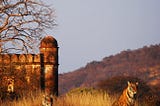 Sariska Tiger Reserve — Wildlife Century in Rajasthan