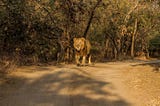 Experience the Wild: Gir National Park Safari Booking