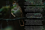 The Dead Bush & the Nightingale