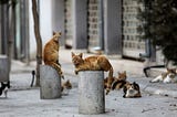 Cyprus has become the ‘Island of the Dead Cats?"