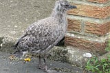 Image of a very young Herring Gull chick wandering a UK street in search for food having fallen out of its rooftop nest