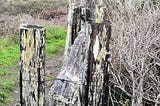 A moss covered wooden fence that is aging and covered in moss in the Pacific Northwest.