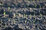 Blades of grass emerging from the soil