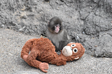 Punch the Monkey: The Problem With Zoo Animals Going Viral