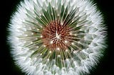 Pyramids and Dandelions