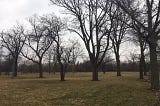 Amidst the Trees, A School Grows in Chicago